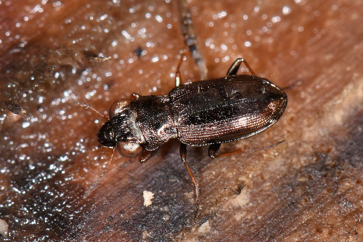 Avigliana, Lungo Dora: Carabidae lungo il fiume.